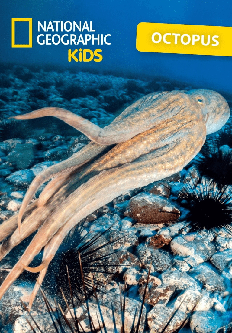 Octopus-11000441-ContentCard.png